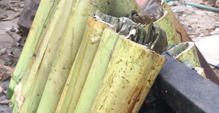 Bamboo Removal Services Norfolk | Safe & Effective Bamboo Control ...