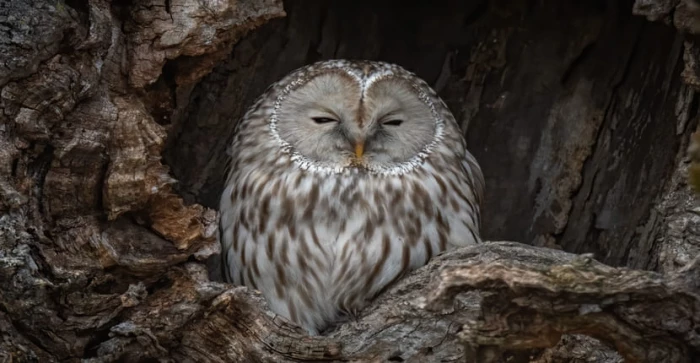 Barn Owl Survey in 
