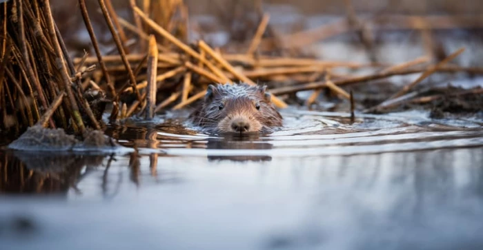 Water Vole Survey in 