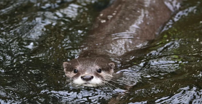 Otter Survey in 