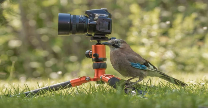 Bird Survey in 