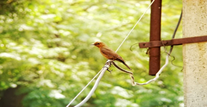 Bird Survey in 